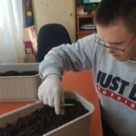 Podopieczny sadzia cebulę w doniczce.